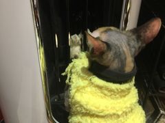 -猫色咖啡·猫咖