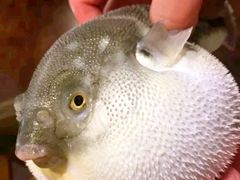 -肆月河豚·新淮扬(金融街店)