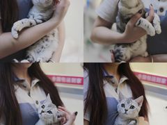 -lincat·猫舍(广州店)