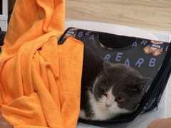 -瑞派宠物医院·犬猫全科·猫友好(宾水西道店)