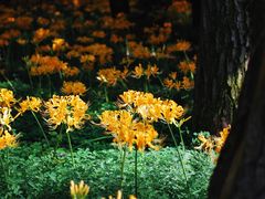 -杭州植物园