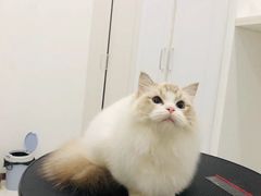 -momokira米努特·德文卷毛猫·棉花面纱犬