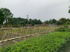 -洪湖家庭农场·团建·露营·会议