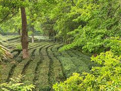 -野蔓果·山野菜(西湖景区·龙井茶田店)