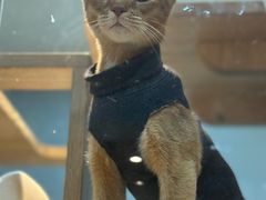 -BABIT巴比特宠物(MOMOPARK店)