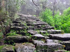 -天目山大树王景区