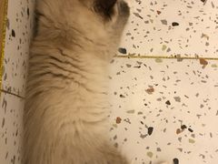 -猫域·湾主题猫咖·宠物吧(南坪城市广场店)