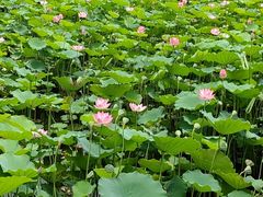 -荔湾湖公园