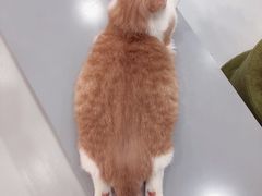 -糯米喵星人·撸猫猫舍咖啡馆(西市场嘉华店)