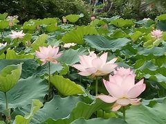-惠州西湖丰渚园
