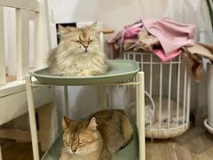 -李小姐の猫咖啡馆(五角场店)