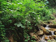 -素山寺森林公园