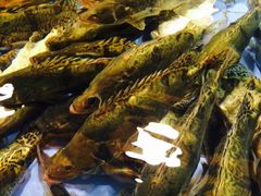 android_upload_pic-旺顺阁海鲜广场(亚运村店)