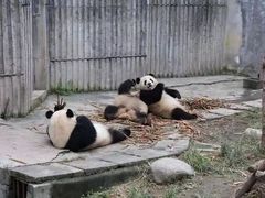 -成都大熊猫繁育研究基地