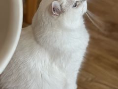 -猫小主咖啡·猫咖cat cafe(福田店)