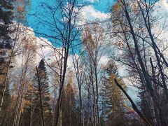 -五营红松林海景区