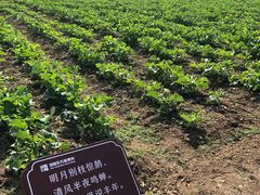 -田园东方蜜桃村的田野营地