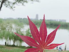 -灞河西岸滨河公园