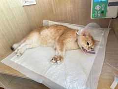 -北京观赏动物医院·24小时大型综合·猫专科·异宠专科