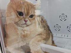-车接车送·寄养洗护·德文猫舍(大宁店)