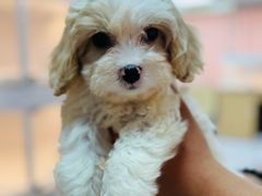 -翊宠yipet猫狗购宠庄园犬舍•猫舍