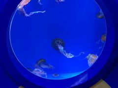 -海合安青岛极地海洋公园