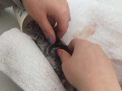 -纳吉亚猫专科动物医院博雅分院