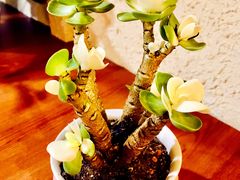 观赏花-豆爺小面(朱雀店)