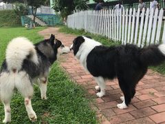 -良成狗狗乐园