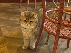 -蓝鲸·缅因猫舍