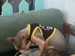 -猫小院猫主题咖啡厅(北锣店)