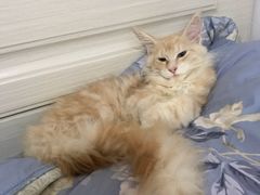 -小猫来了·猫舍(红山六九七九店)