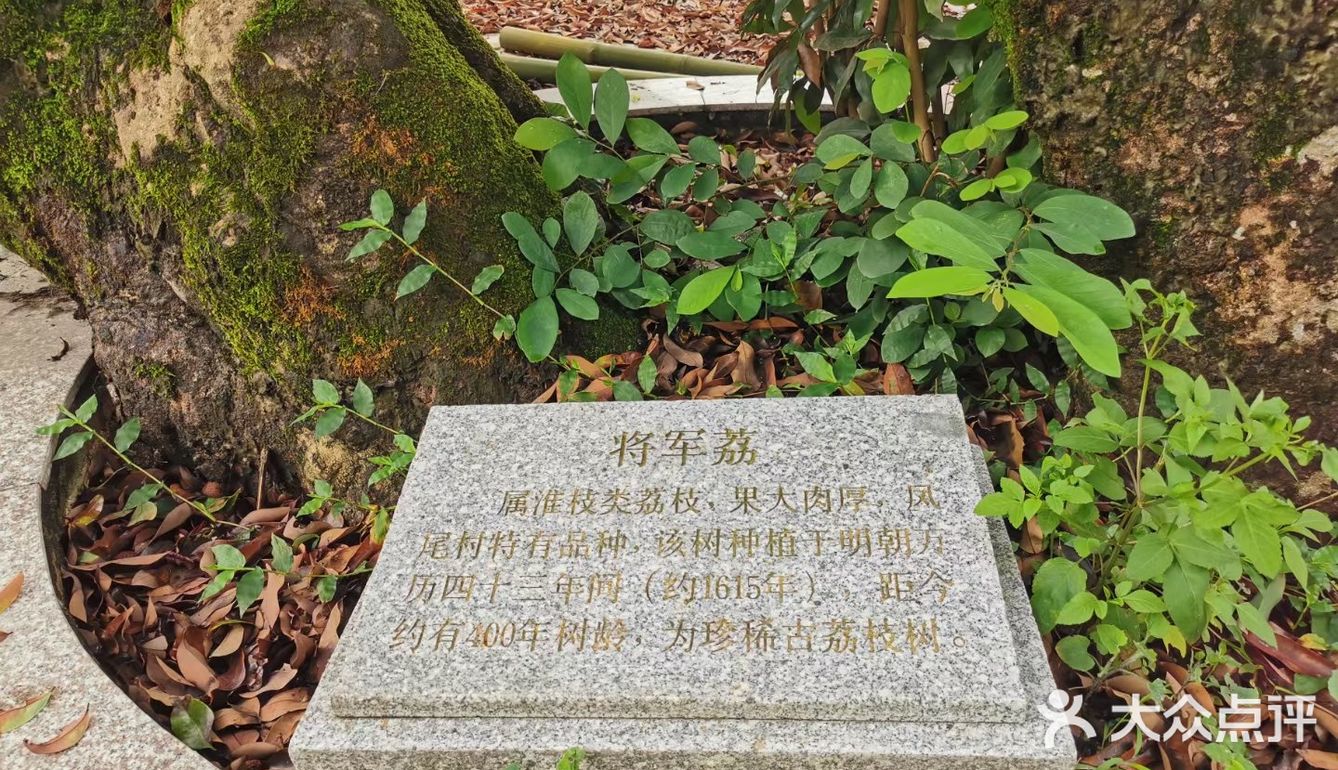 今年广东夏日的荔枝现摘现吃最甜！