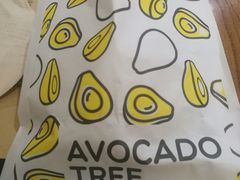 -油梨树 AVOCADO TREE(亮马桥店)