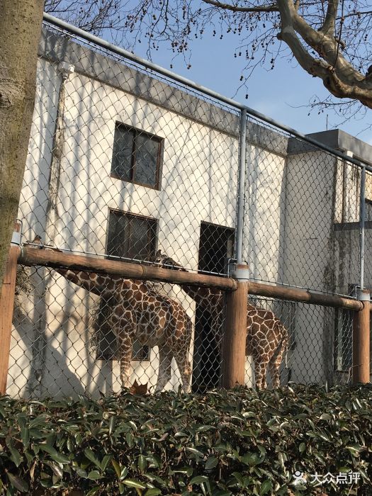 蘇州動物園圖片 - 第2張