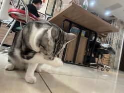 -长沙纹身·龙堂刺青·三土师傅的店