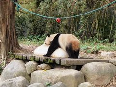 -广州长隆野生动物世界