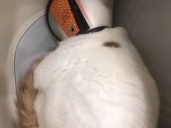 -芭比堂动物医院·24小时·眼科中心(深圳中心)