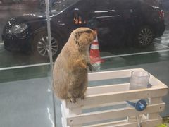 -宠物世家(仲盛世界商城店)