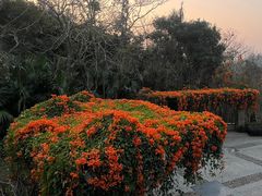-深圳仙湖植物园
