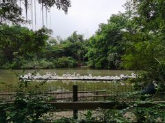 -广州长隆飞鸟乐园