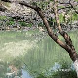 雨前再拍一次樱花｜葵巷