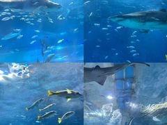 -海合安武汉极地海洋公园
