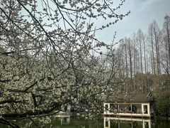 -杭州植物园