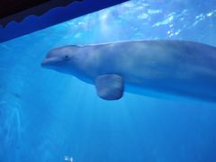 -多彩贵州城极地海洋世界