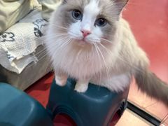 -和它·交个朋友·狗咖猫咖(爱琴海店)