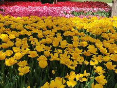 -洛阳郁金香牡丹园