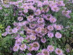 -新疆天山野生动物园