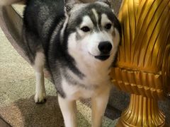 -more than meow吴止猫主题餐厅(承德 中船汇店)