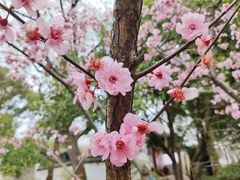 -上海醉白池公园